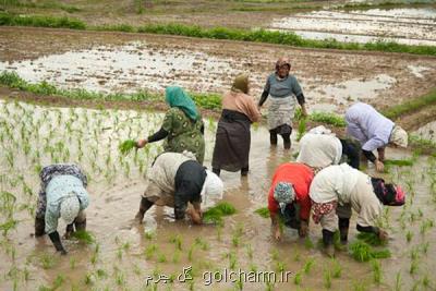 تولید ۱۰۰ محصول كشاورزی توسط زنان درباغچه های خانگی شروع می شود