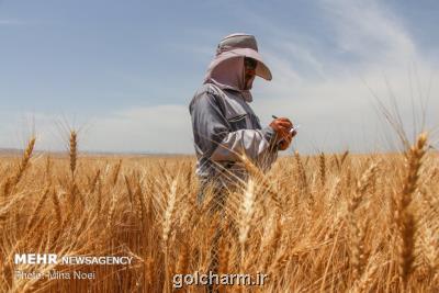 خودكفایی محصولات استراتژیك معطل حكمرانی شایسته