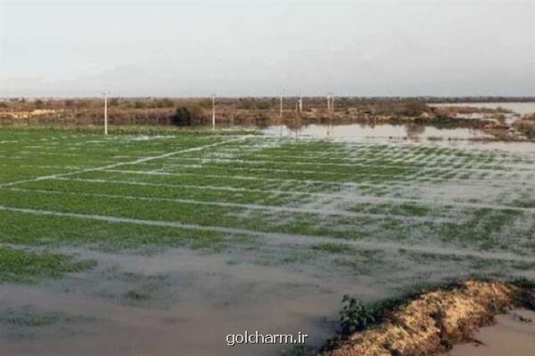 جدیدترین وضعیت پرداخت غرامت به بخش كشاورزی استانهای سیل زده