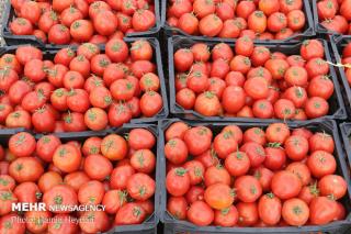 قیمت گوجه فرنگی به كیلویی 800 تومان رسید