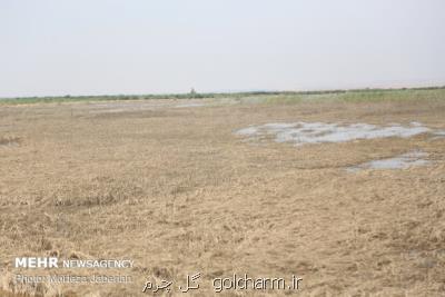 ۱۱ هزار كشاورز در خوزستان خسارت سیل خودرا دریافت كرده اند