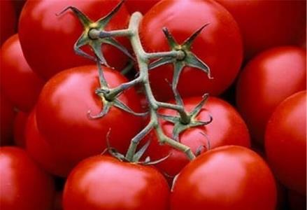 گوجه فرنگی ارزان می شود