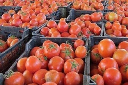 صادرات گوجه به پاكستان همچنان متوقف است