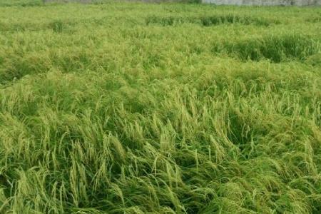تجهیز و نوسازی 37 هزار هكتار از اراضی شالیزاری شمال