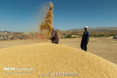 آمادگی خرید بدون محدودیت گندم كشاورزان را داریم