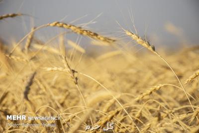 بنیاد ملی گندمكاران كاهش سطح زیركشت گندم را تائید كرد