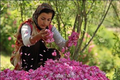 ایران بزرگترین پرورش دهنده گل محمدی در جهان