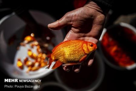 سفارش های دامپزشكی برای خرید ماهی قرمز