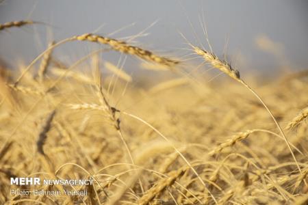 رویش امید در دل گندمكاران