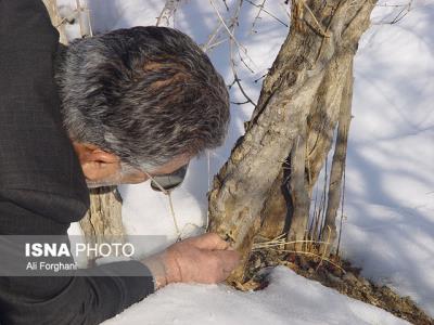 محصولات باغی و زراعی ساوه و زرندیه زیر تیغ سرما و برف بهار 99