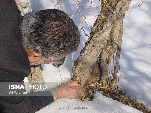 خسارت ۳۸ میلیاردی سرمای بهاره به كشاورزی ساوه