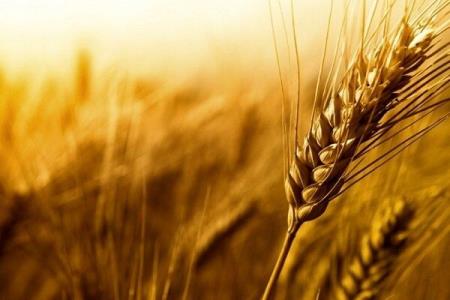 امسال ۱۰ و نیم میلیون تن گندم از كشاورزان خریداری می شود