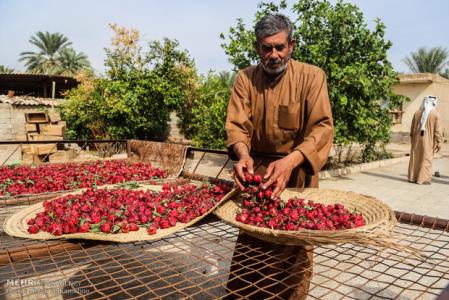 چای قرمز كوت عبدالله می تواند ارز آوری مناسبی داشته باشد