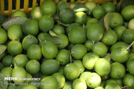 فروش لیموترش و لیموشیرین بالاتر از ۲۰ هزارتومان ممنوع می باشد
