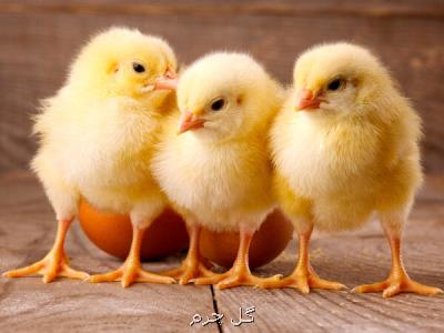 گروه های جهادی آماده واگذاری جوجه ها به روستاهای كشور هستند