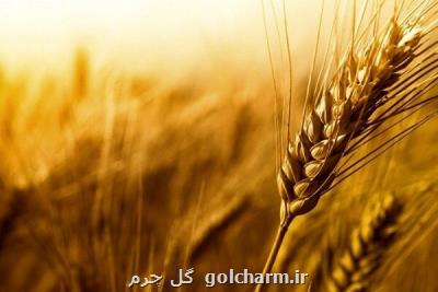 امسال ۱۰ و نیم میلیون تن گندم از كشاورزان خریداری می شود
