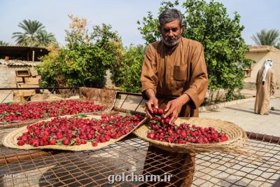 چای قرمز كوت عبدالله می تواند ارز آوری مناسبی داشته باشد