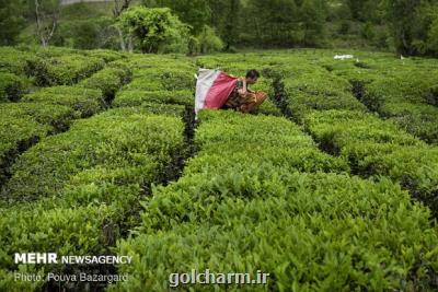 ۵۳ هزار تن برگ سبز چای از چایكاران گیلان و مازندران خریداری شد