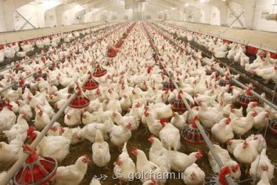 صادرات مرغ به ۱۳ میلیون دلار رسید
