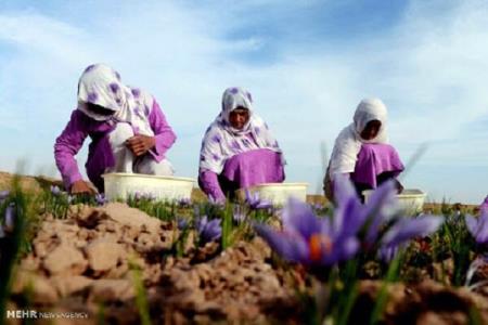 كاهش ۲۰ درصدی صادرات زعفران در دوران كرونا