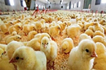 اجبار وزارت جهاد به تعیین سهمیه نهاده دام و طیور برپایه جوجه ریزی