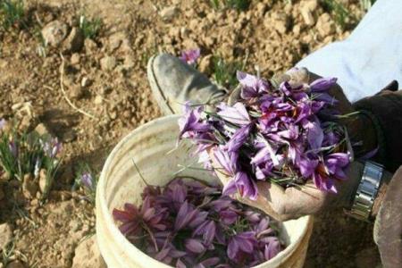 قیمت خرید تضمینی زعفران