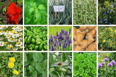 اعمال مقررات قرنطینه ای برای ۲۱ میلیون تن محموله گیاهی