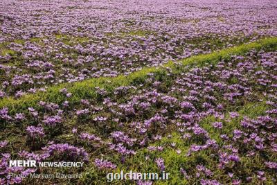 افزایش ۳۰ درصدی برداشت زعفران در آذربایجان شرقی