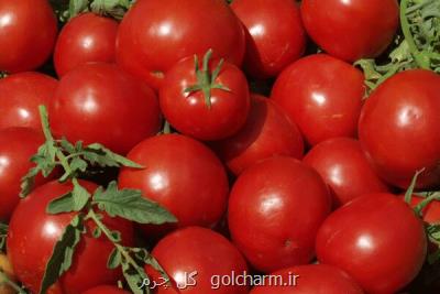 خوداتكایی 50 درصدی در تولید بذر سبزی و صیفی گلخانه ای