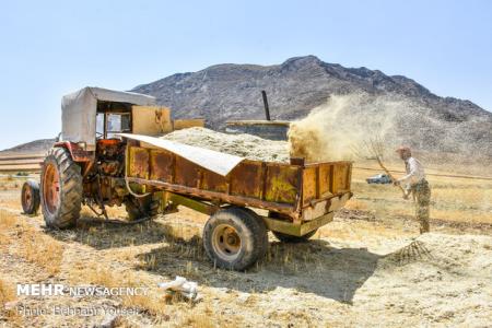 زنجیره تأمین گندم، آرد و نان