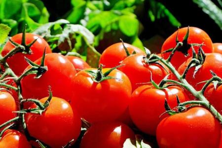 روسیه واردات گوجه فرنگی و سیب از آذربایجان را ممنوع كرد
