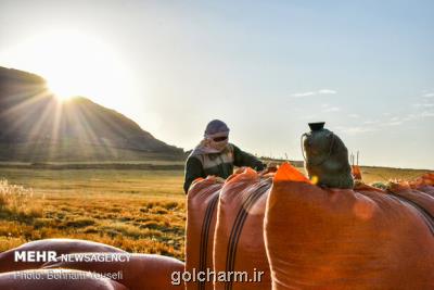 زنجیره تأمین گندم، آرد و نان: صدمه شناسی و پیشنهادها- ۵