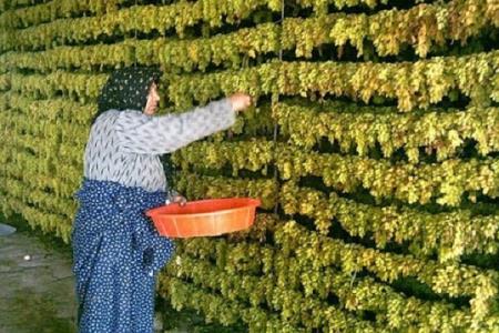 پرداخت تسهیلات بدون سقف به صادركنندگان كشمش