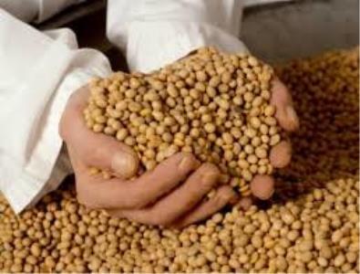 رونمایی از ۴۹ رقم بذر گیاهی
