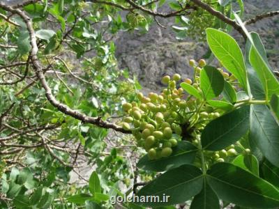 اعمال ضوابط قرنطینه ای بر روی محصولات گیاهی