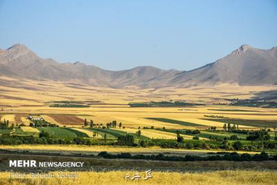 افزایش قیمت گندم در بازار آزاد، انگیزه كشاورزان را بالا برد