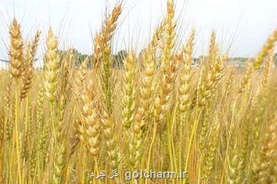 اجرای طرح یاوران تولید با محوریت گندم دیم در آذربایجان شرقی