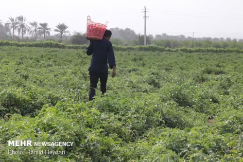 اعضای كمیسیون كشاورزی و منابع طبیعی مجلس وارد میناب شدند