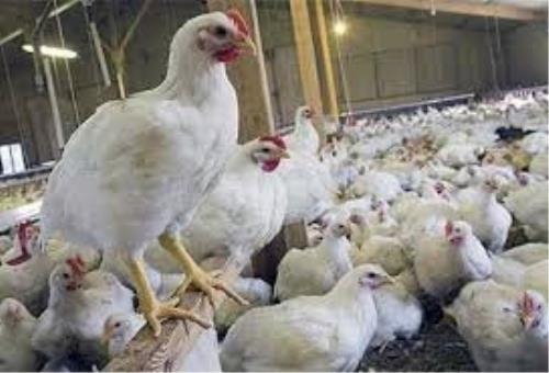 حمایت نمایندگان مجلس از تولید مرغ آرین ایرانی