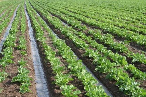 انتقاد از سیاست های حمایتی دولت از كشاورزان
