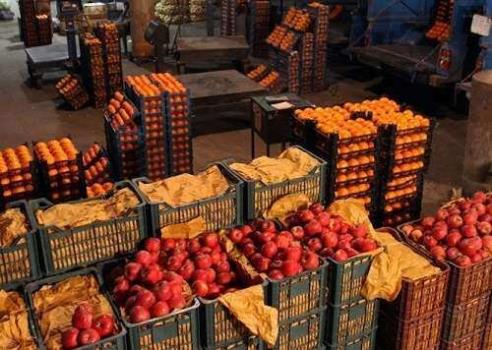 عرضه مستقیم میوه در سراسر كشور
