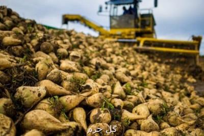 افزایش ۴۰ هزار هكتاری كشت پاییزه چغندرقند